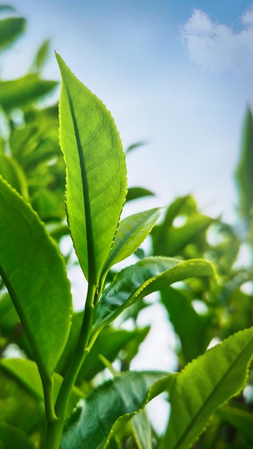 茶艺盛宴 风采卓然∣“凤凰单丛茶”杯茶艺师全国评选大赛内蒙古赛区（决赛）圆满结束！第13张