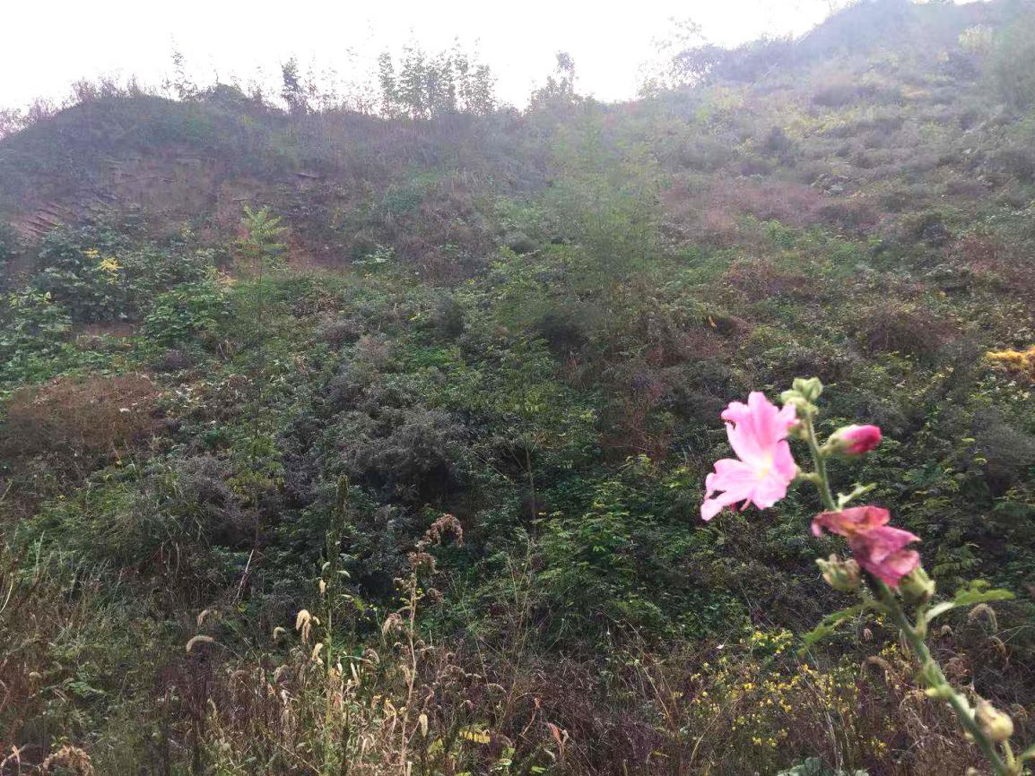 1588211647116855.png 图片4.png