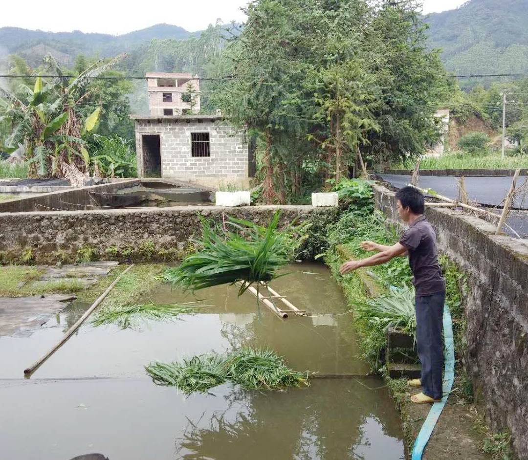 1590717514847880.jpg 钦州市浦北县垌口村村民给育苗投喂象草.jpg