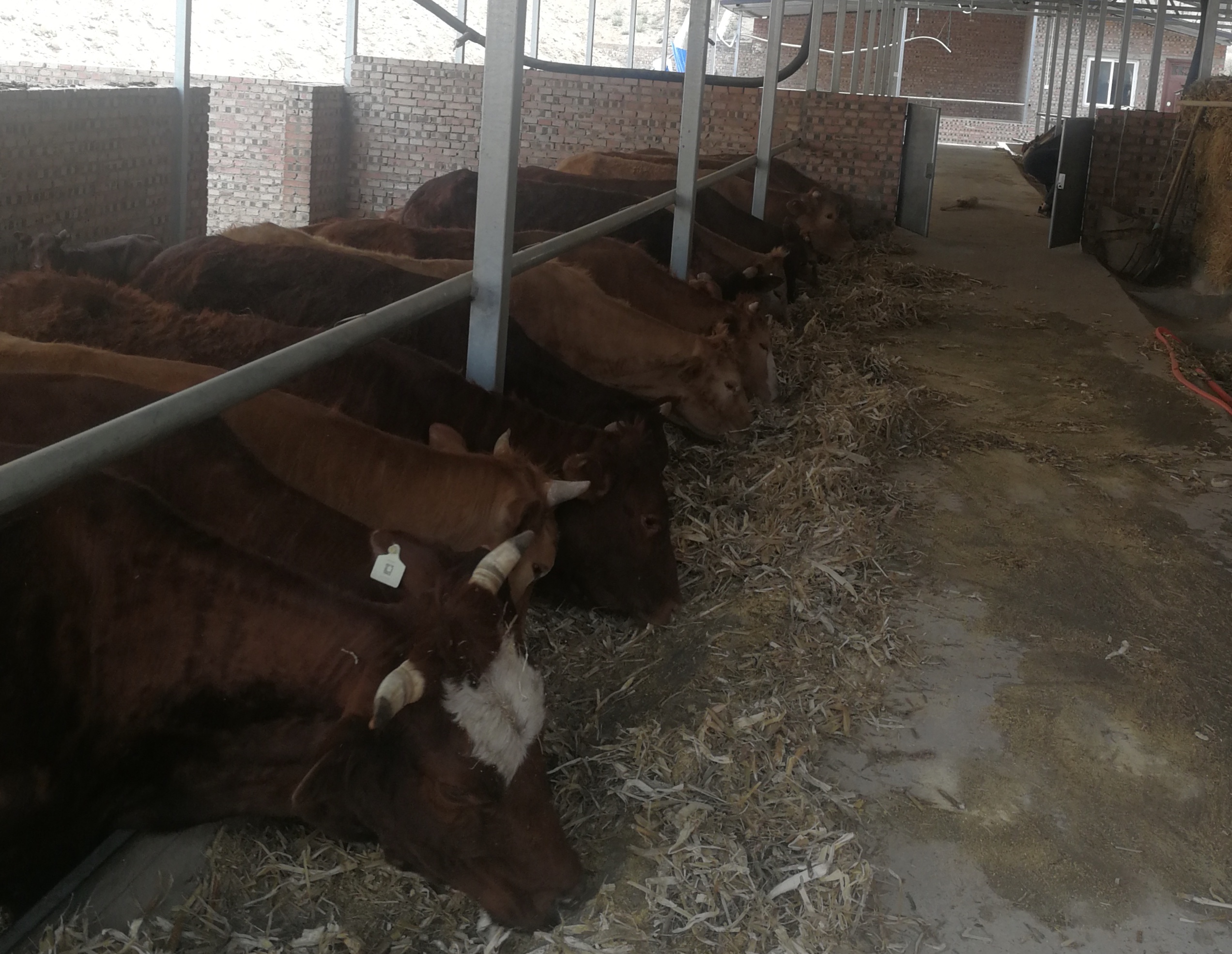 1590717717145658.jpg 陕西省清涧县兴业惠民养殖合作社养殖的黄牛.jpg