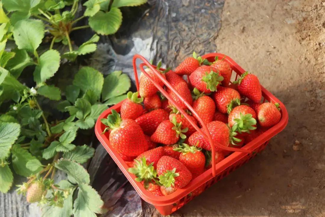 1678937543451057.jpg 微信图片_20230316112824.jpg