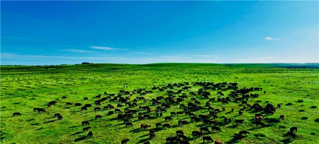 天安门广场上的草原召唤:京西牧业以国家窗口点亮乡村振兴之路第5张-南昌消费网